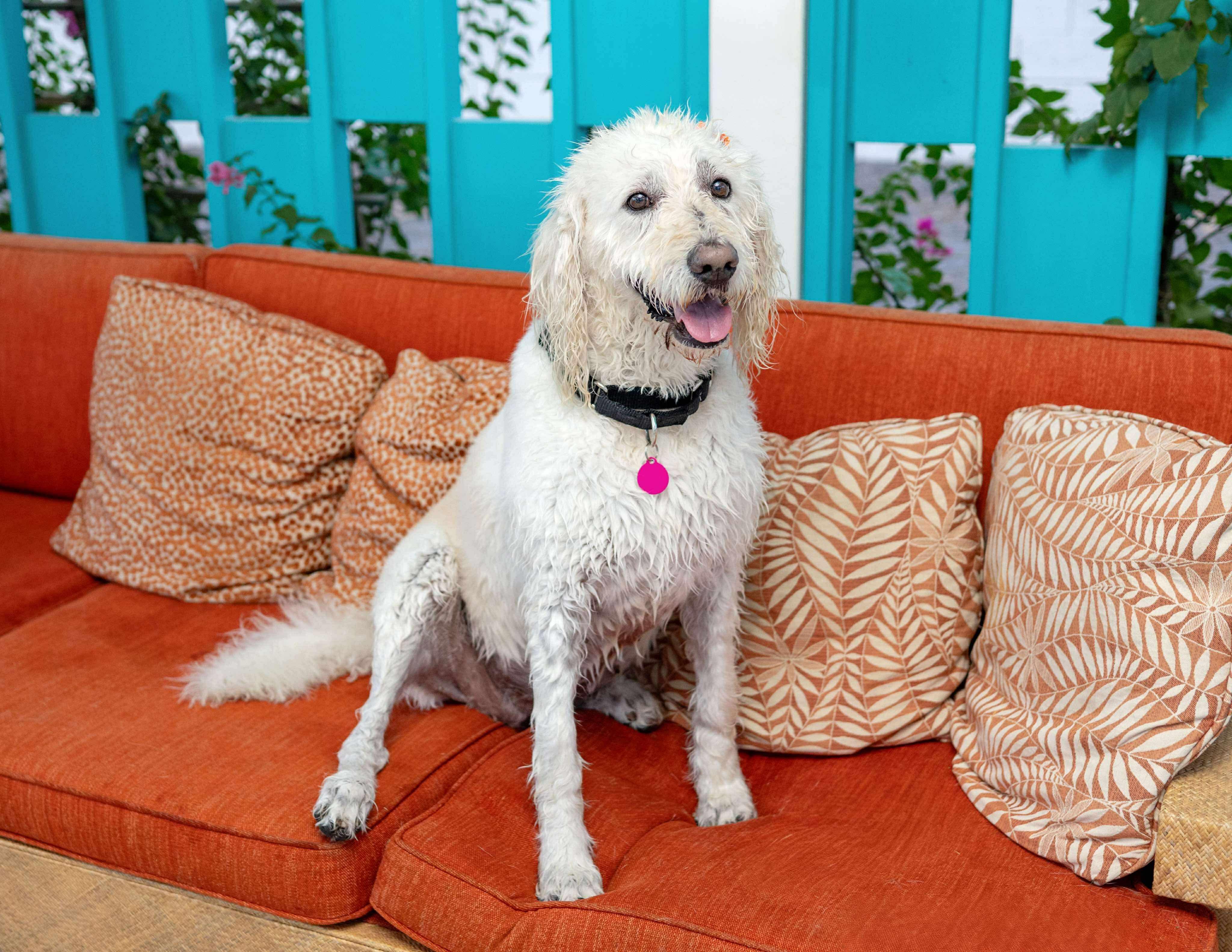 Flower, a Adoptable Labradoodle in Las Vegas, NV image 2/4