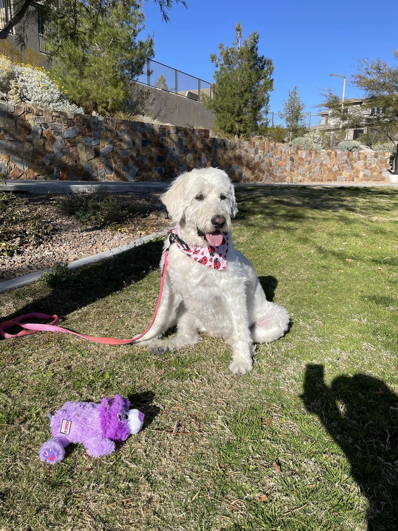 Flower, a Adoptable Labradoodle in Las Vegas, NV image 1/6