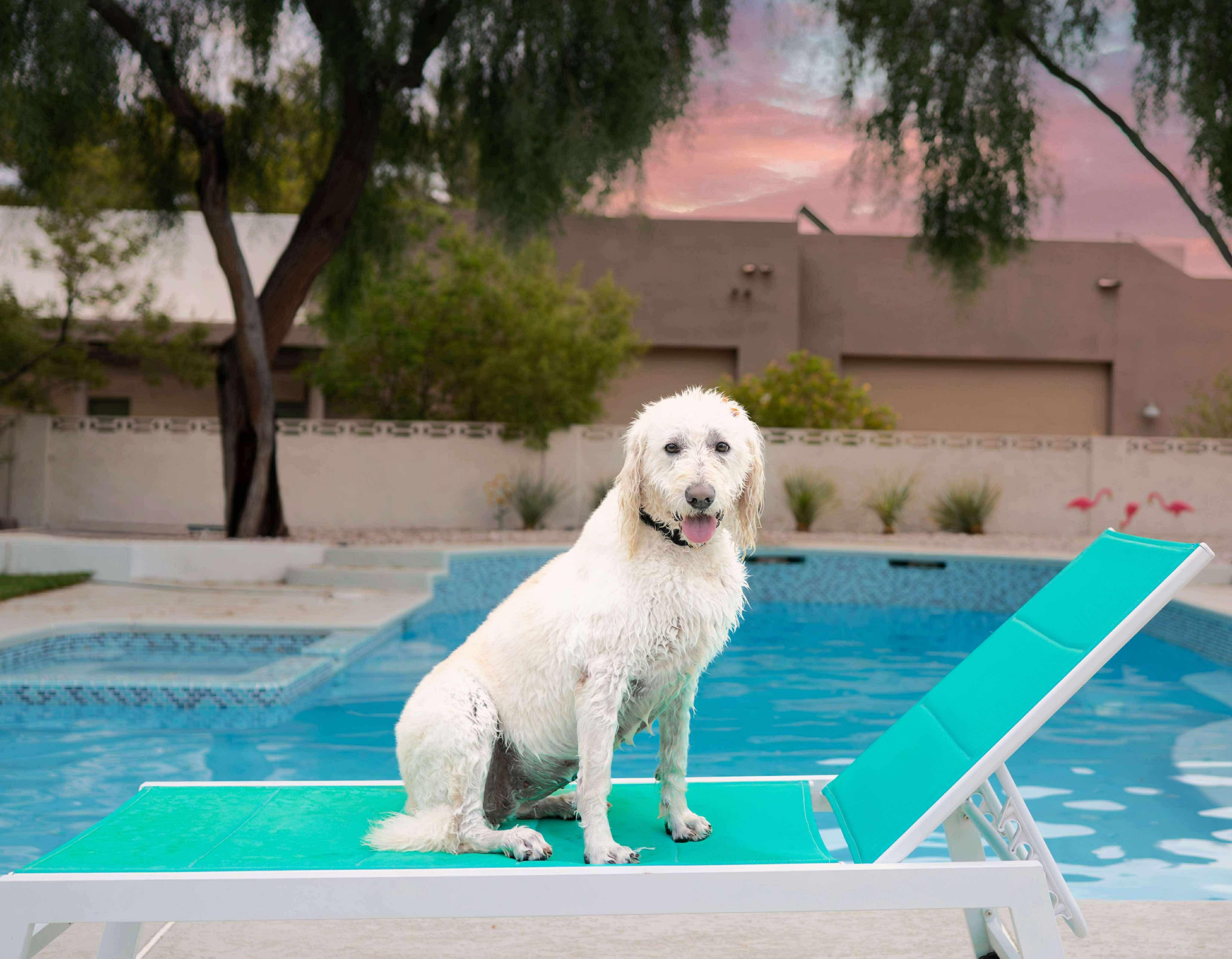 Flower, a Adoptable Labradoodle in Las Vegas, NV image 1/4