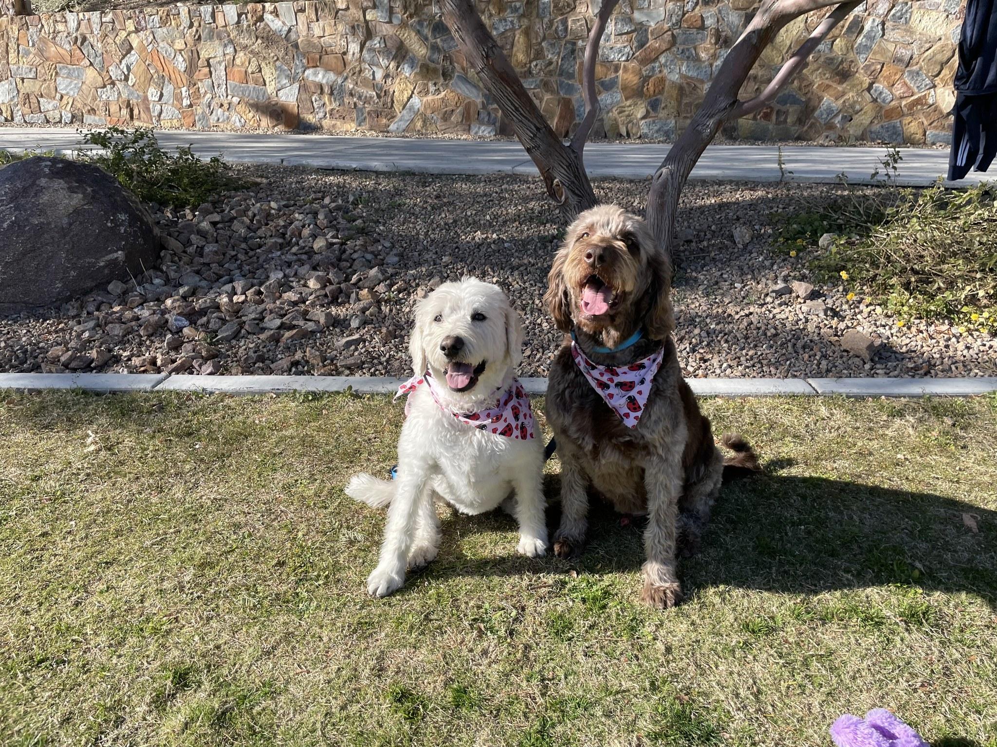 Flower, a Adoptable Labradoodle in Las Vegas, NV image 6/6