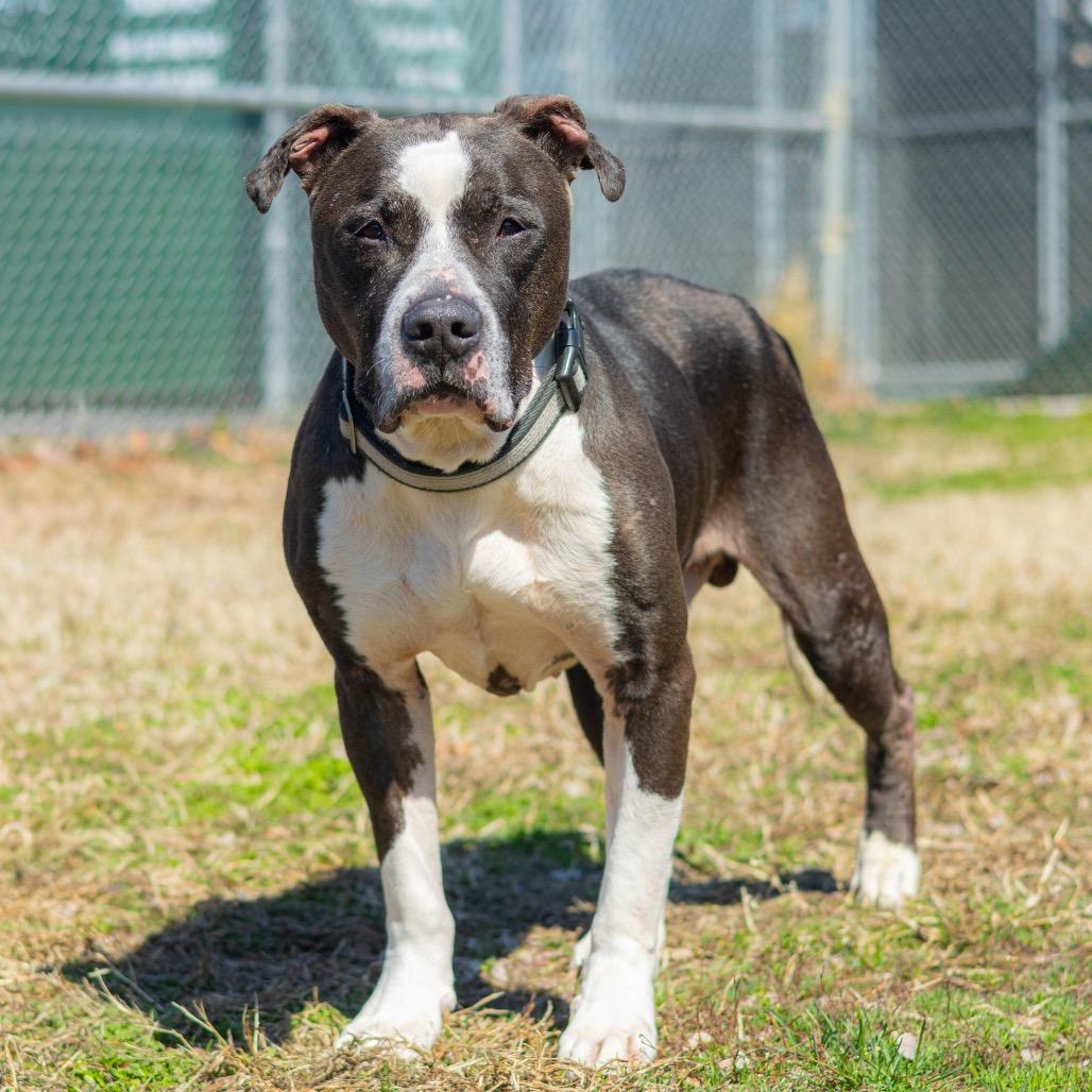 Sir (OCHO) — thumbnail 2