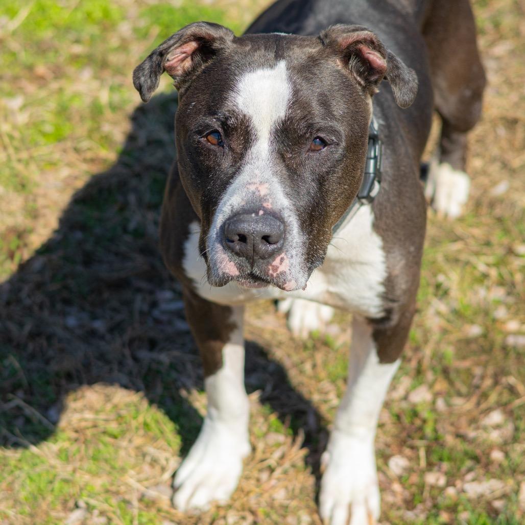 Sir (OCHO) — thumbnail 3