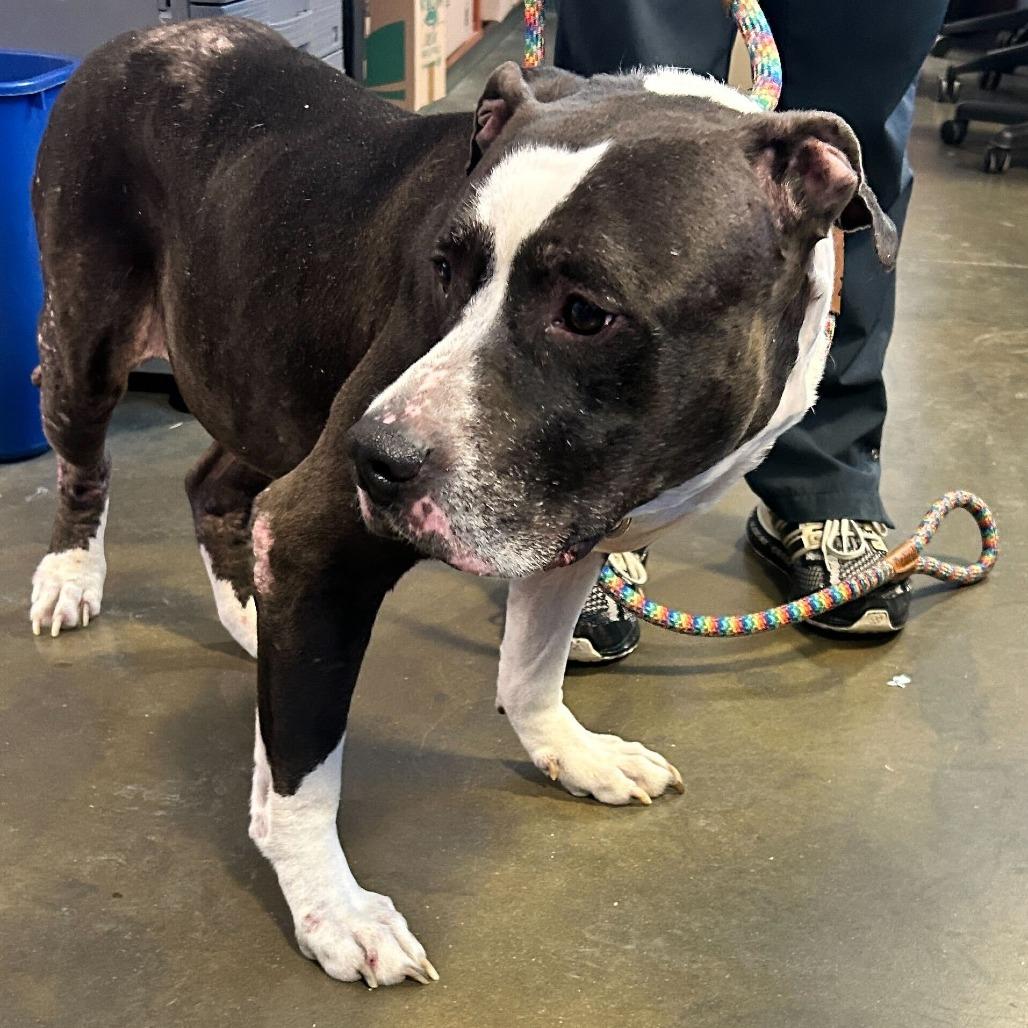 Sir (OCHO) — thumbnail 4