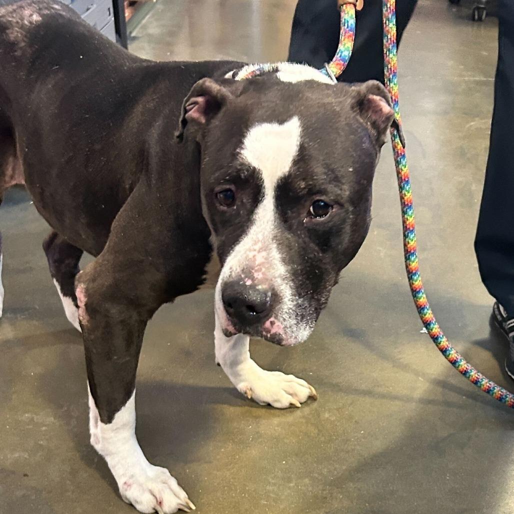 Sir (OCHO) — thumbnail 5