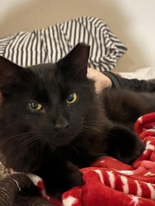 Kepler (In a foster home) (FIV+), Adoptable, Adult Male Domestic Medium Hair & Domestic Short Hair.