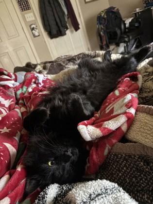 Kepler (In a foster home) (FIV+), a Adoptable mixed breed in Baton Rouge, LA image 2/3