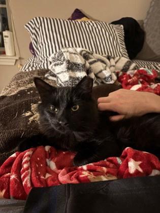 Enlarge Kepler (In a foster home) (FIV+), a Adoptable mixed breed in Baton Rouge, LA image 3/3