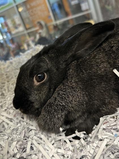 Midnight, Adoptable, Adult Female Bunny Rabbit & Bunny Rabbit.