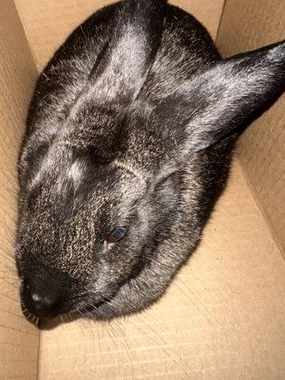 Enlarge Midnight, a Adoptable mixed breed in Wichita, KS image 2/2