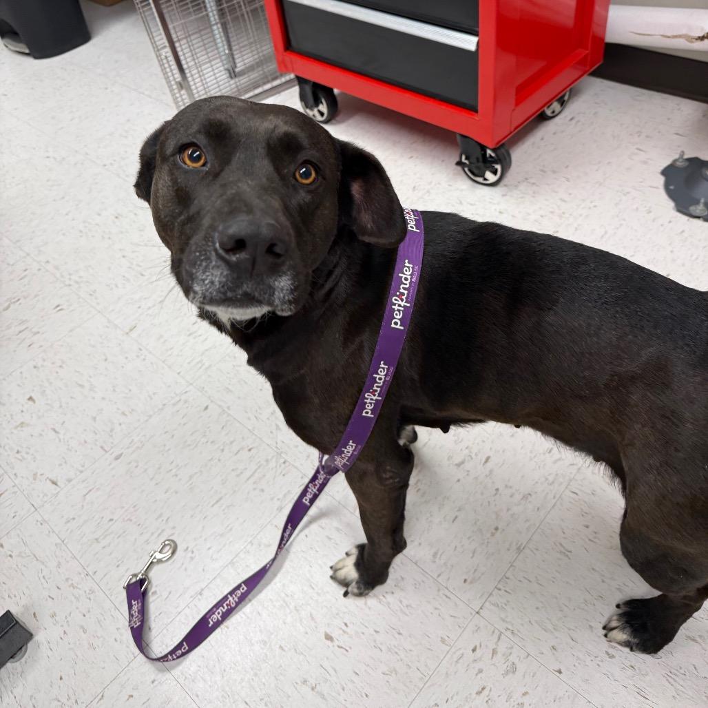Hazel, Adoptable, Adult Female Labrador Retriever.