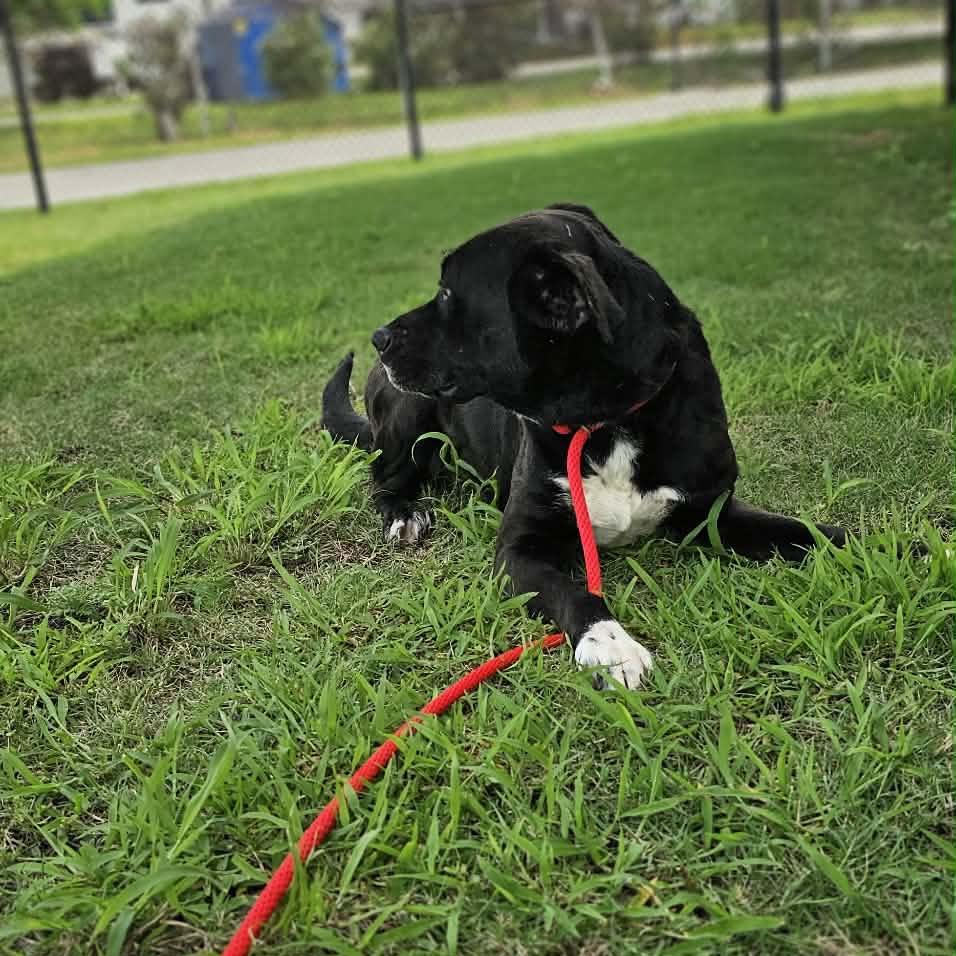 Enlarge Hazel, a Adoptable Labrador Retriever in Portland, TX image 2/6