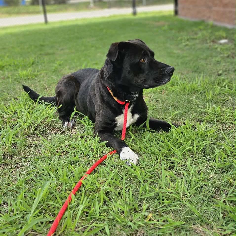 Enlarge Hazel, a Adoptable Labrador Retriever in Portland, TX image 3/6