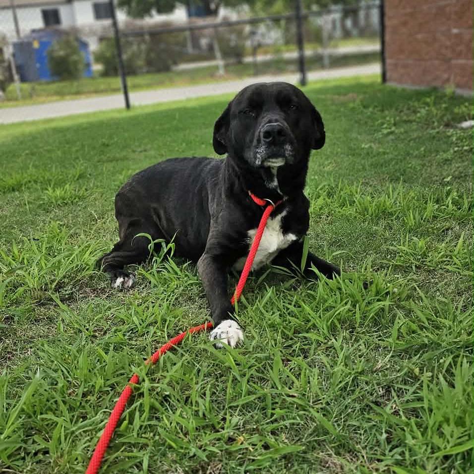 Enlarge Hazel, a Adoptable Labrador Retriever in Portland, TX image 4/6