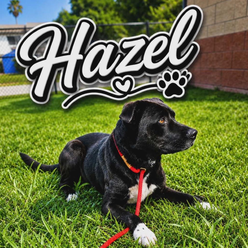 Enlarge Hazel, a Adoptable Labrador Retriever in Portland, TX image 5/6