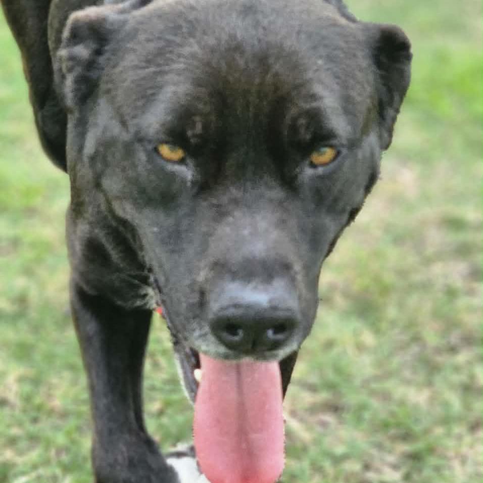 Enlarge Hazel, a Adoptable Labrador Retriever in Portland, TX image 6/6