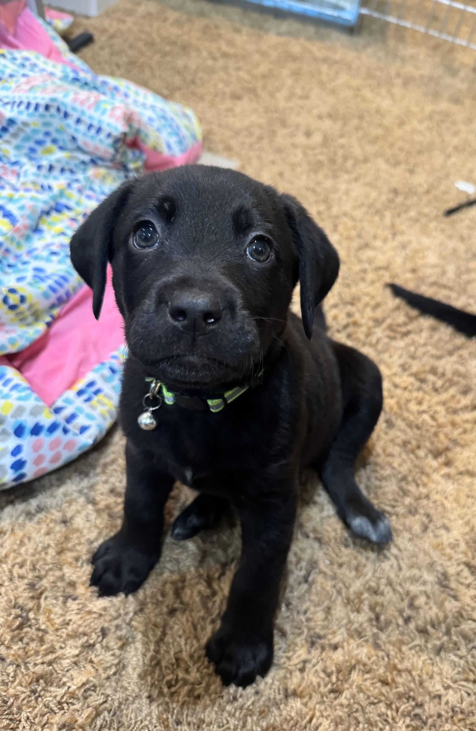 Enlarge Leighton, a Adopted mixed breed in Wheaton, IL image 1/3