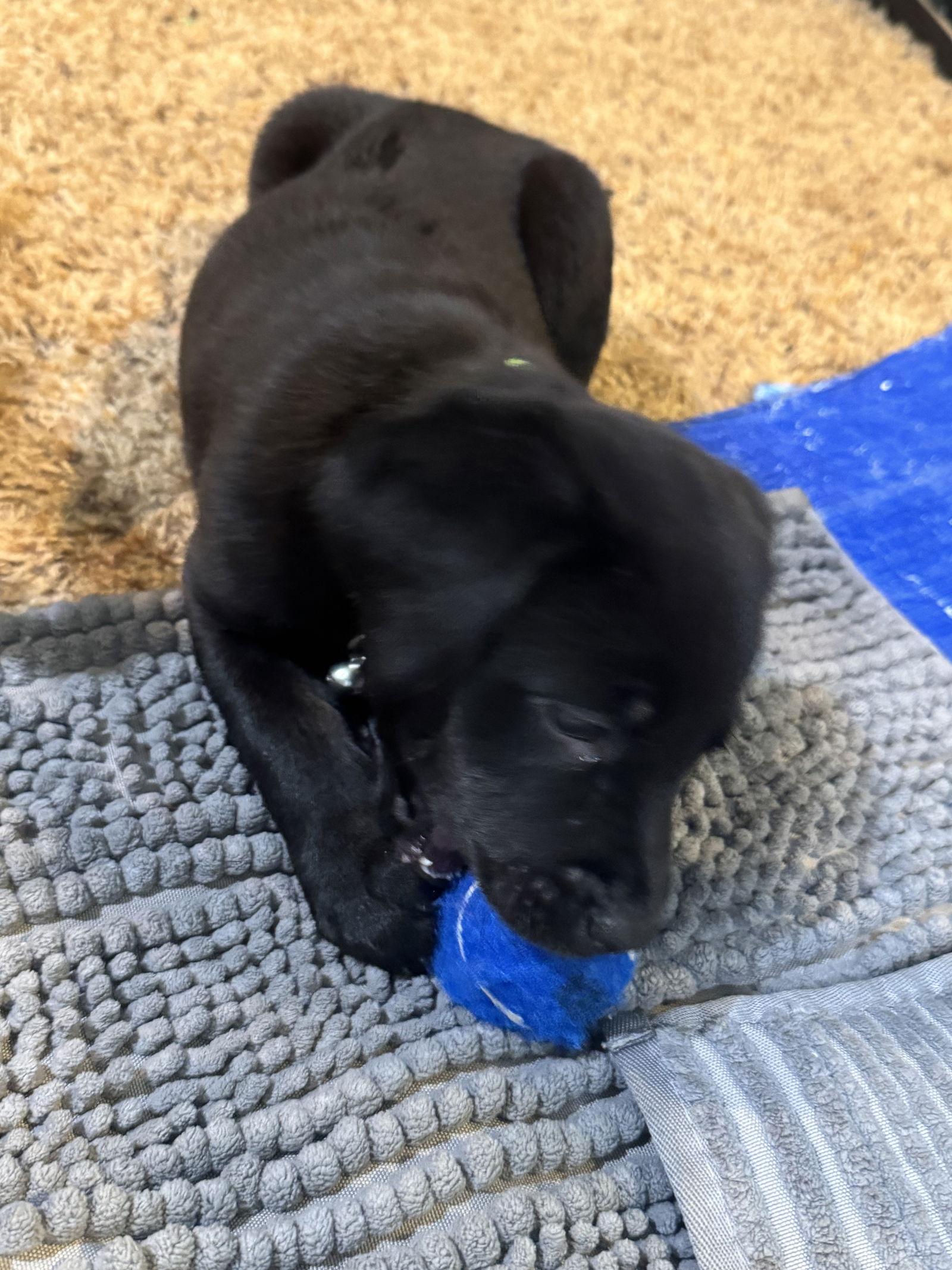 Enlarge Leighton, a Adopted mixed breed in Wheaton, IL image 3/3