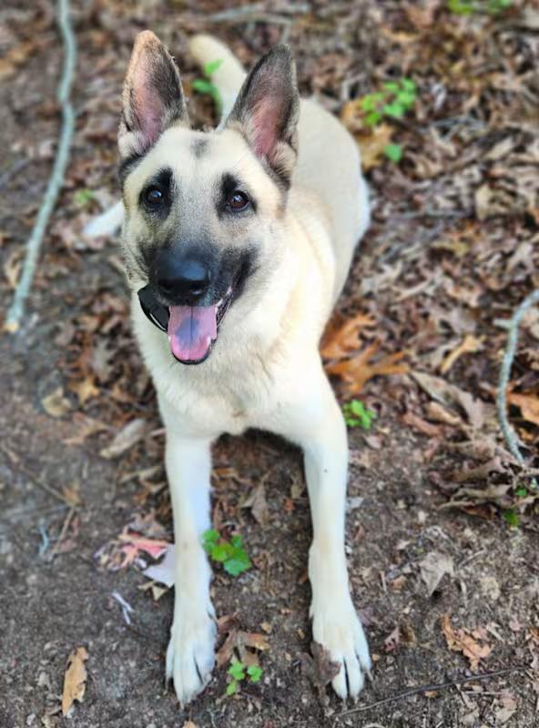 Peaches ( low energy Mal X), ADOPTABLE, Young Female Belgian Shepherd / Malinois.