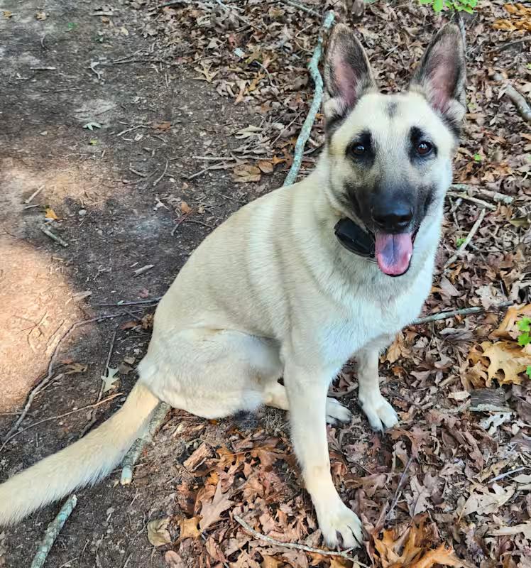 Peaches ( low energy Mal X), a ADOPTABLE mixed breed in Pelzer, SC image 2/3