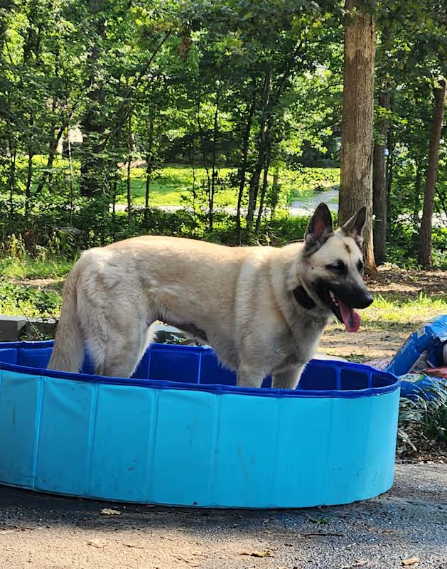 Peaches ( low energy Mal X), a ADOPTABLE mixed breed in Pelzer, SC image 3/3