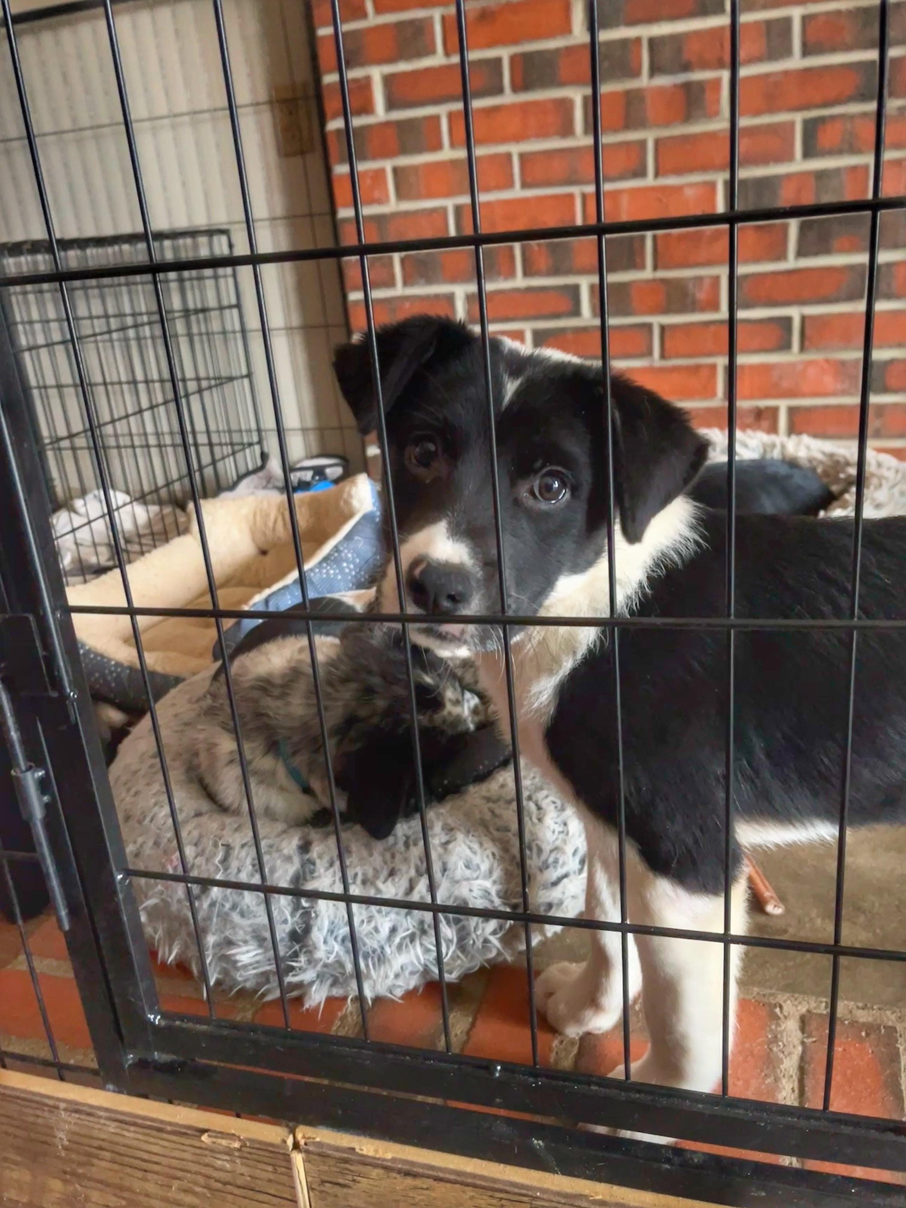 Enlarge Trip, a ADOPTABLE mixed breed in Watsontown, PA image 2/5