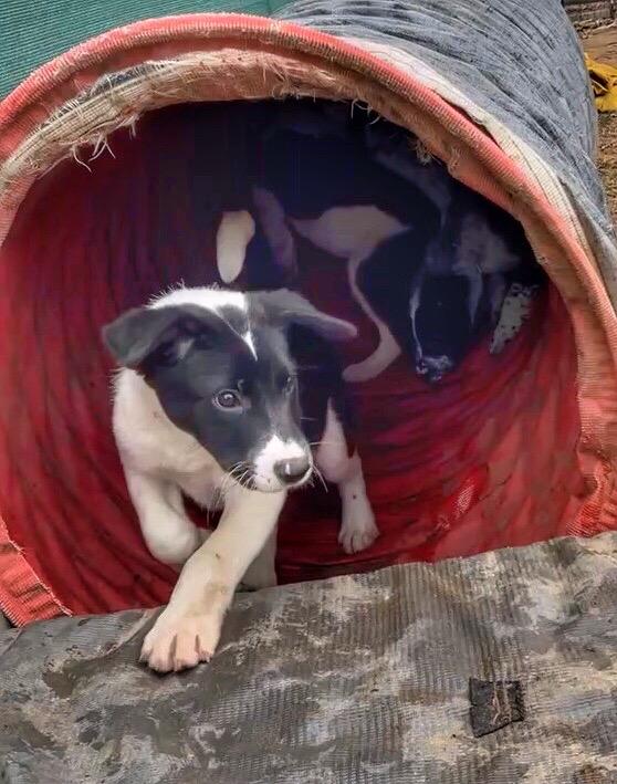 Trip, ADOPTABLE, Young Male Australian Cattle Dog / Blue Heeler.