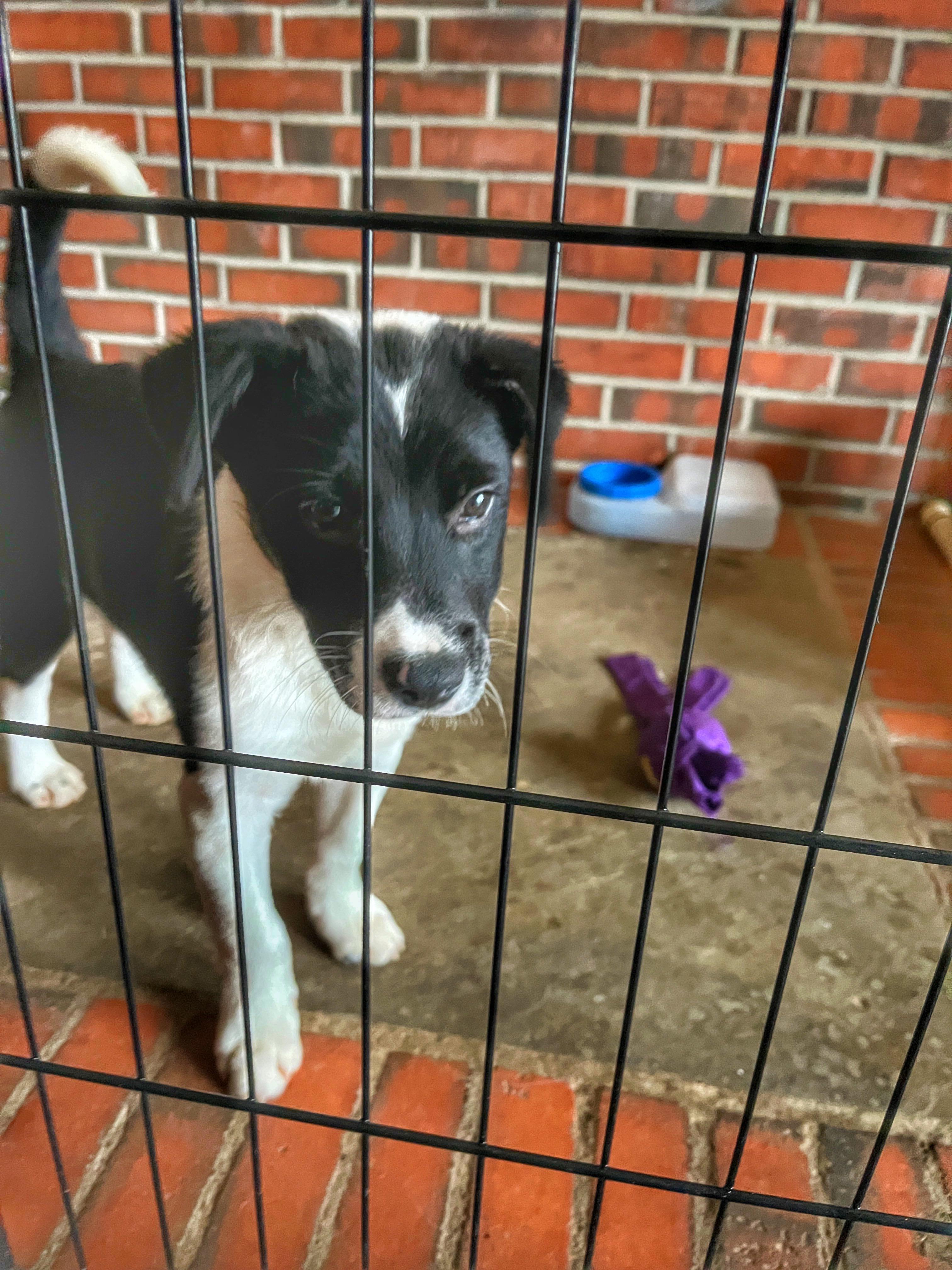 Enlarge Trip, a ADOPTABLE mixed breed in Watsontown, PA image 4/5