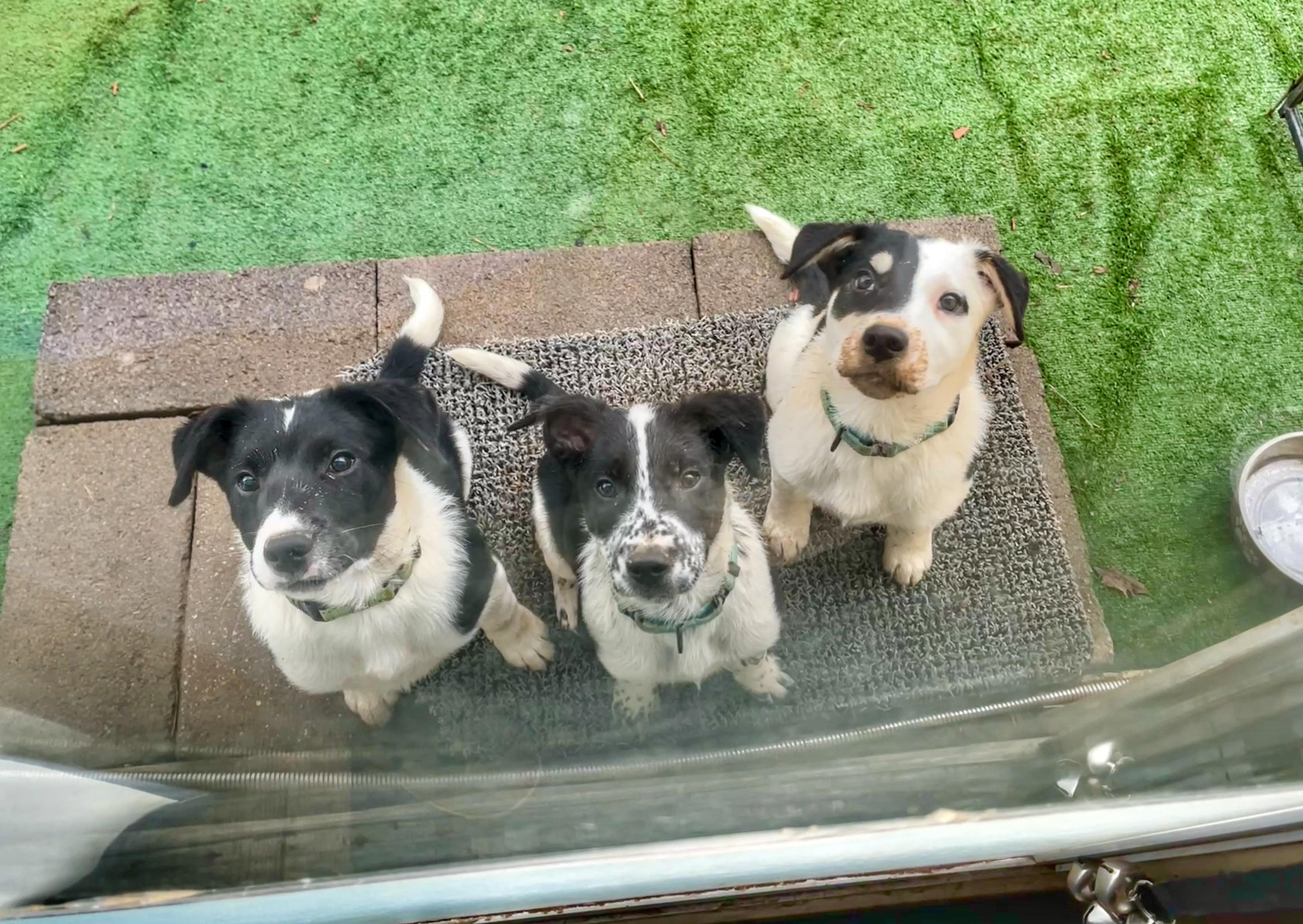 Enlarge Trip, a ADOPTABLE mixed breed in Watsontown, PA image 3/5