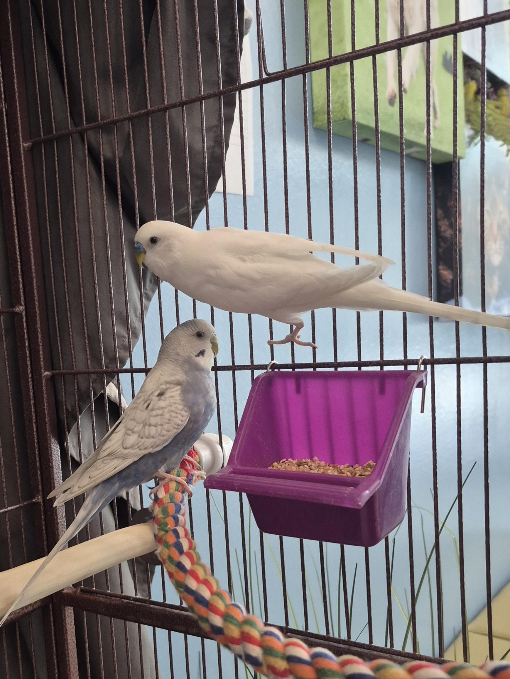 Feather Fawcett & Egg Sheeran, Adoptable, Adult Male Parakeet (Other).