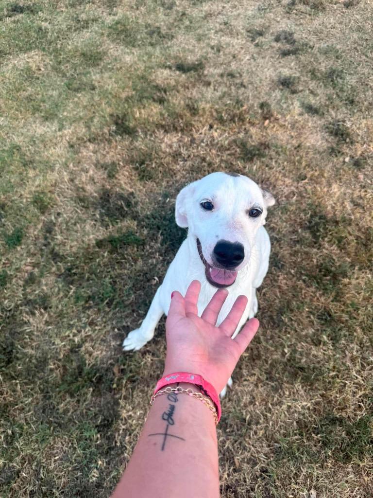 Enlarge Patches, a Adoptable mixed breed in Ada, OK image 1/4