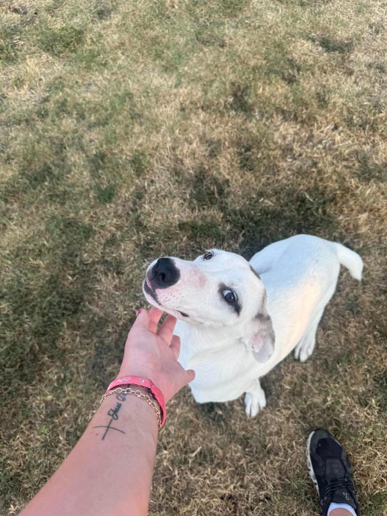 Enlarge Patches, a Adoptable mixed breed in Ada, OK image 2/4