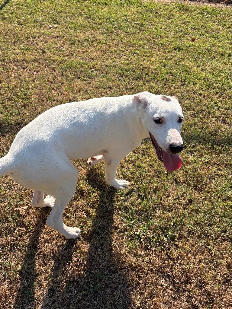 Enlarge Patches, a Adoptable mixed breed in Ada, OK image 3/4