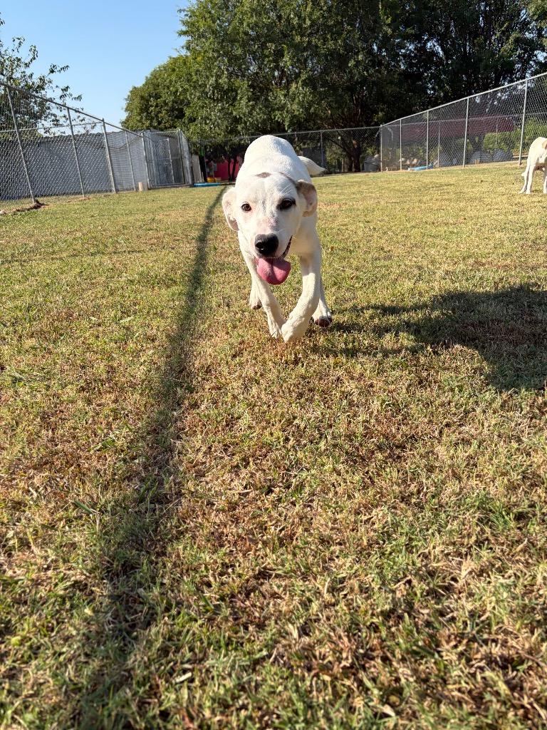 Enlarge Patches, a Adoptable mixed breed in Ada, OK image 4/4