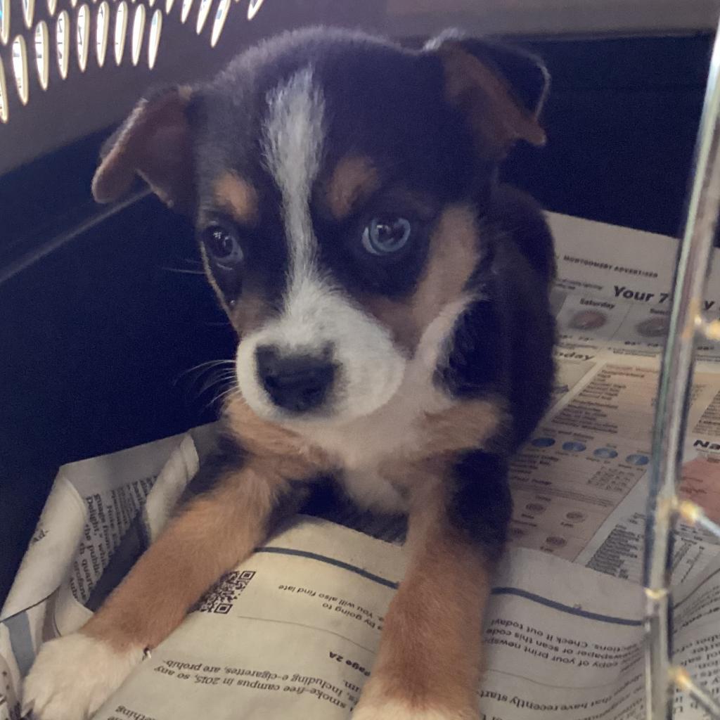 Bluey, a Adoptable Shepherd image 1/3