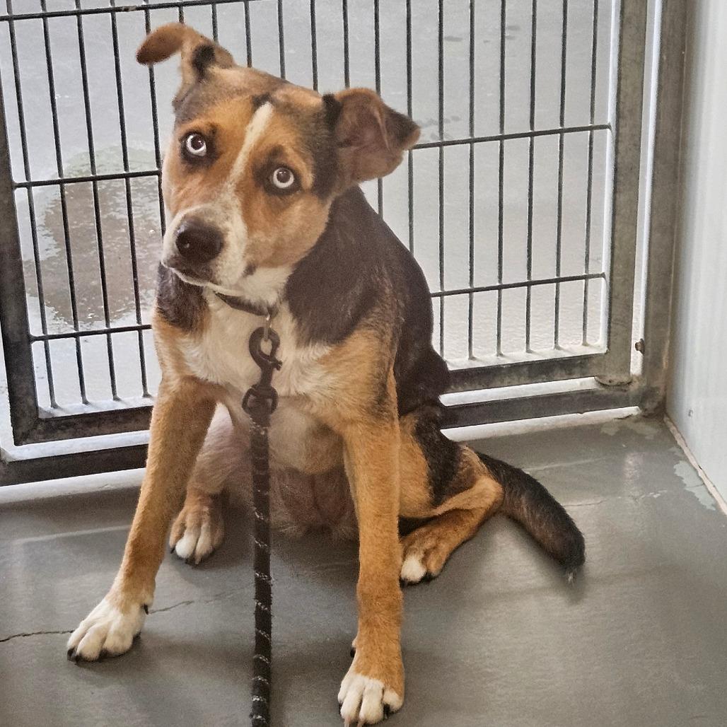 Bluey, a Adoptable Shepherd image 2/3