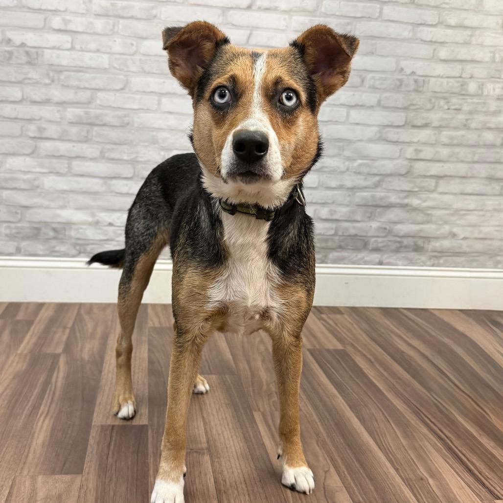 Bluey, a Adoptable Shepherd image 3/3