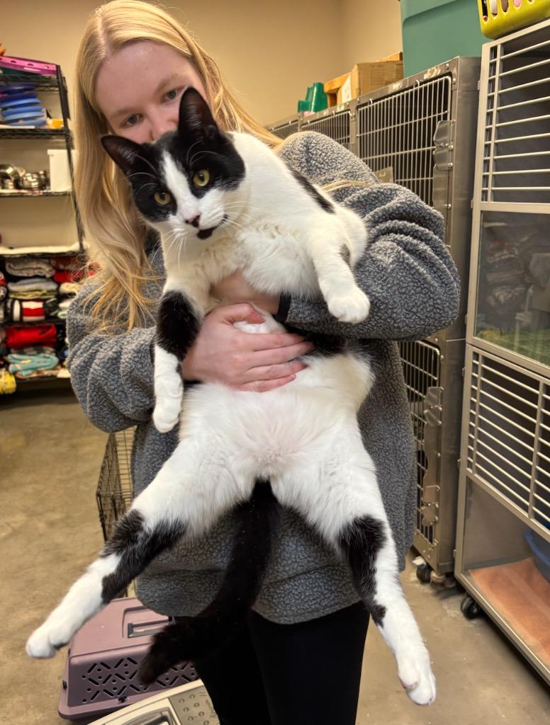 Pants, Adopted, Adult Male Domestic Short Hair.