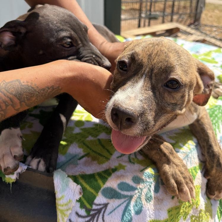 Enlarge Cowboy, a Adopted mixed breed in Arvada, CO image 2/5