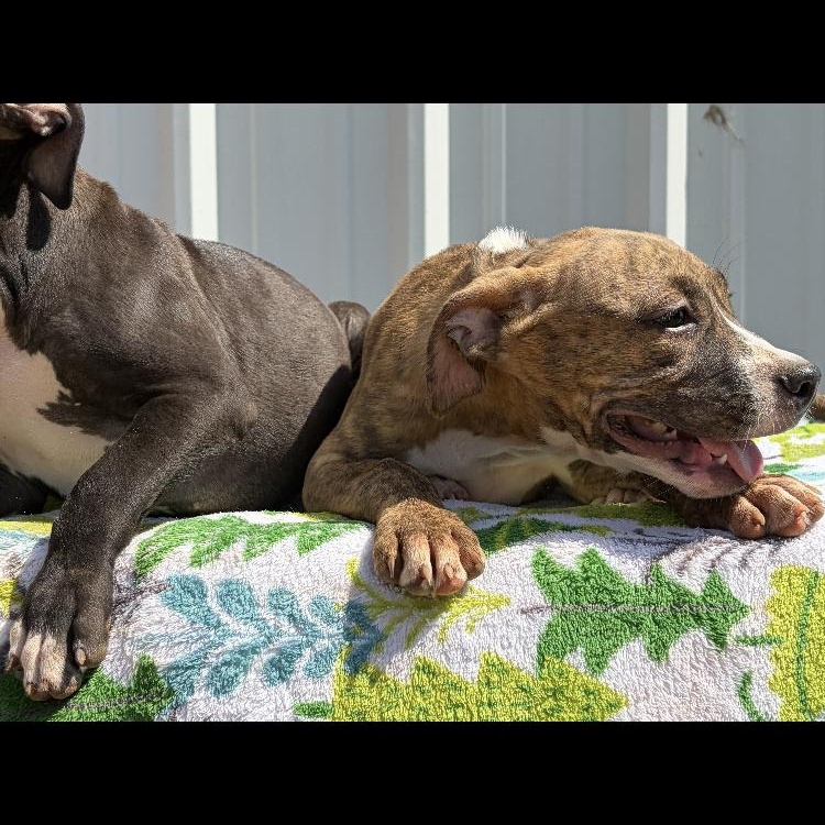Enlarge Cowboy, a Adopted mixed breed in Arvada, CO image 5/5