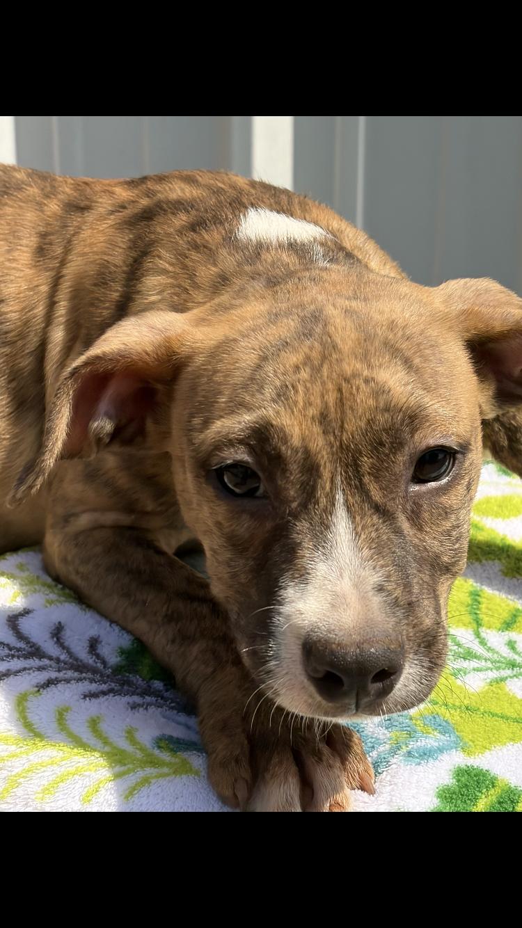 Cowboy, Adopted, Puppy Male Pit Bull Terrier.
