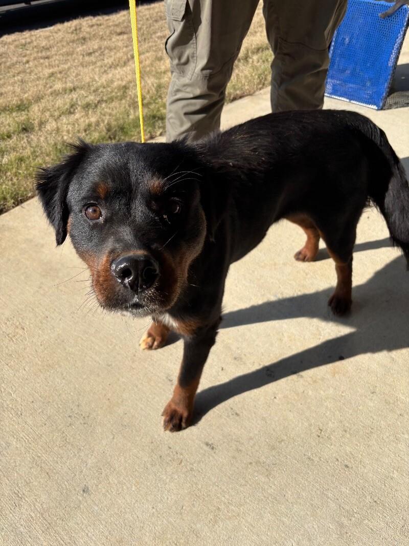 Junie, Adoptable, Adult Female Rottweiler & Mixed Breed.