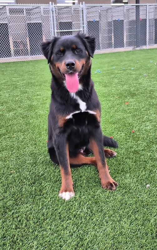 Enlarge Junie, a Adoptable mixed breed in Jackson, TN image 2/2