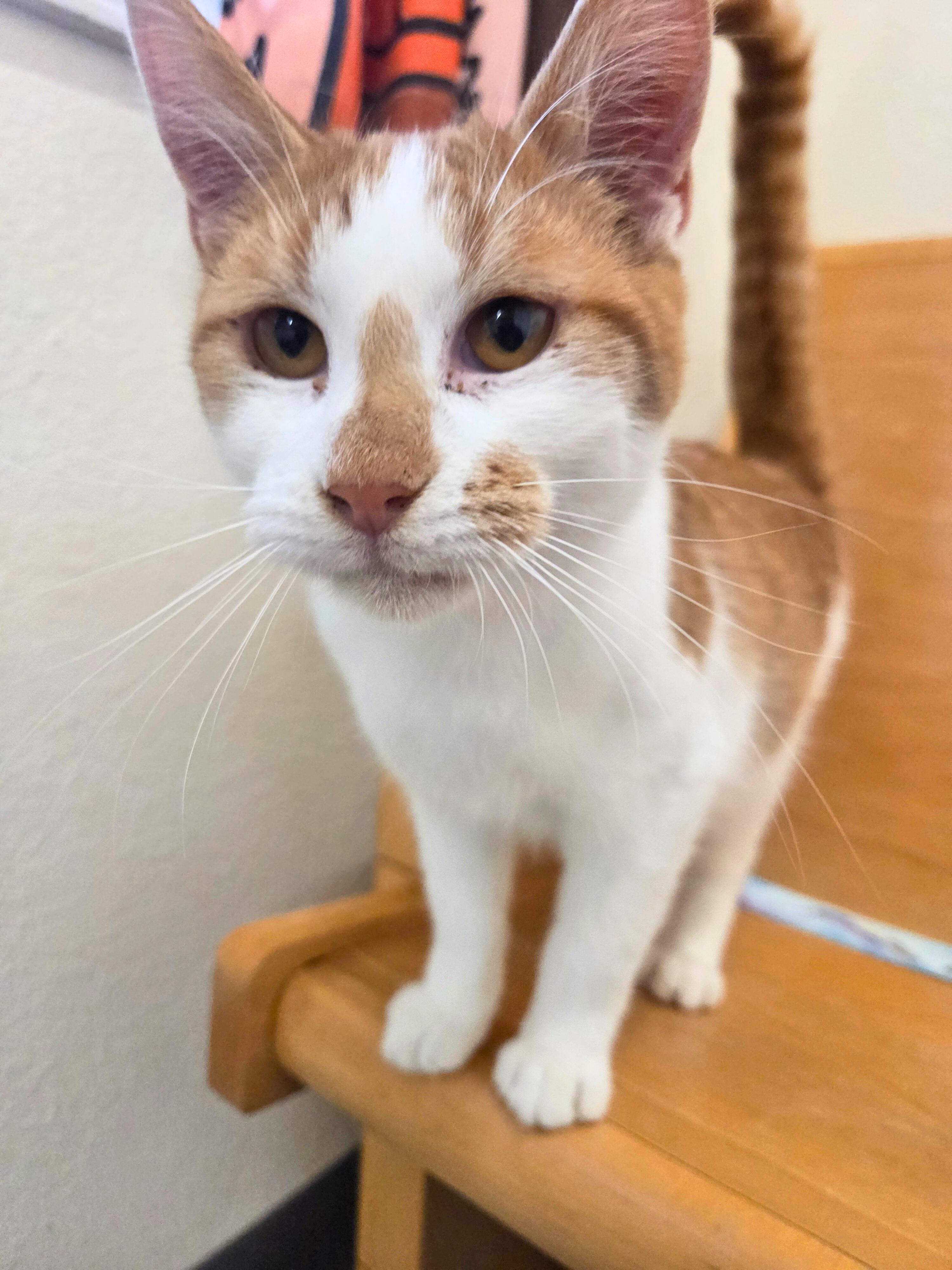 Enlarge Banjo, a Adoptable Domestic Short Hair in Nevada, IA image 3/3