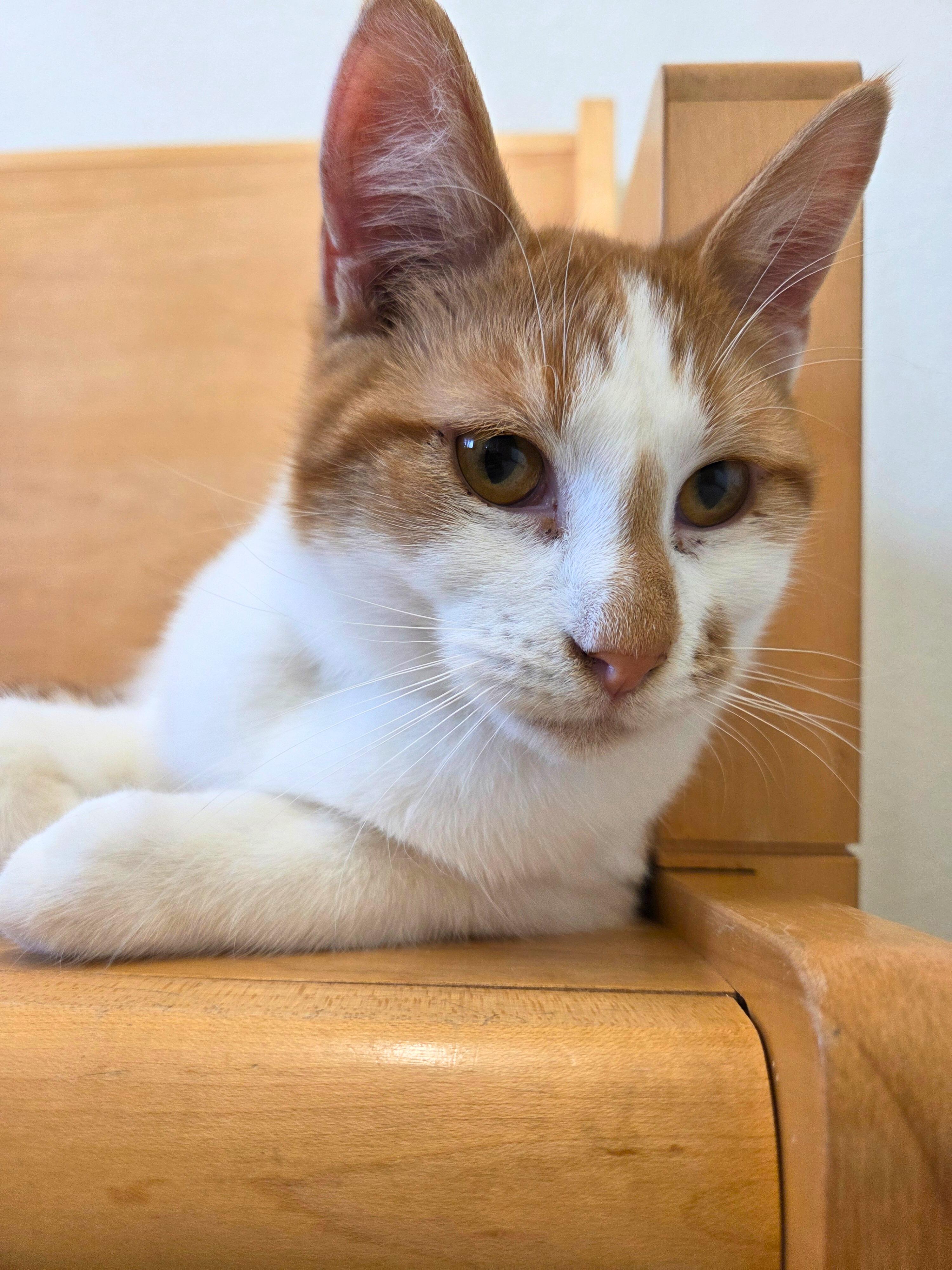 Enlarge Banjo, a Adoptable Domestic Short Hair in Nevada, IA image 2/3
