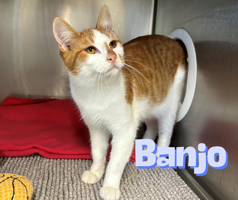 Banjo, Adoptable, Kitten Male Domestic Short Hair.