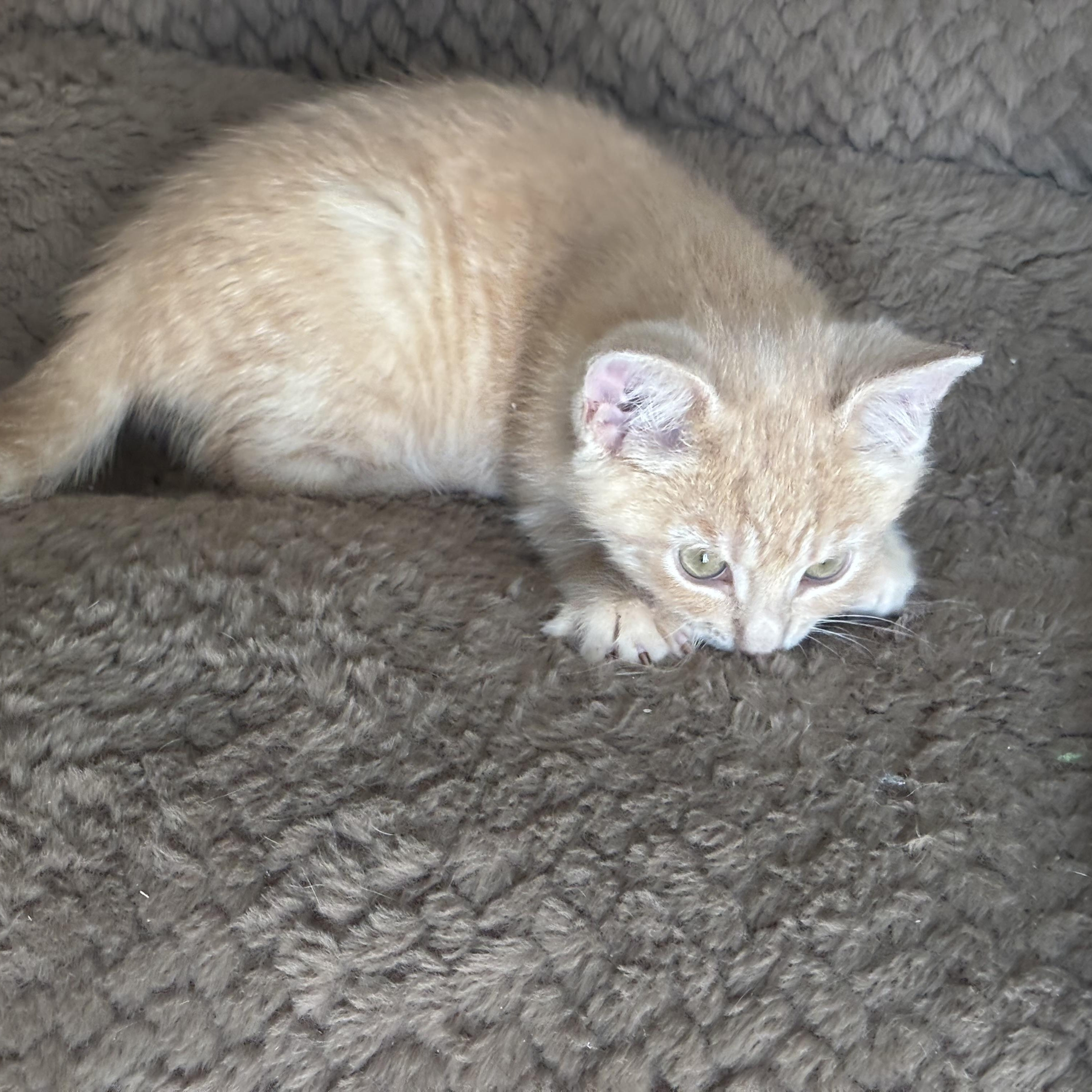 Frodo, a ADOPTABLE Domestic Short Hair in Cornwall, ON image 3/5