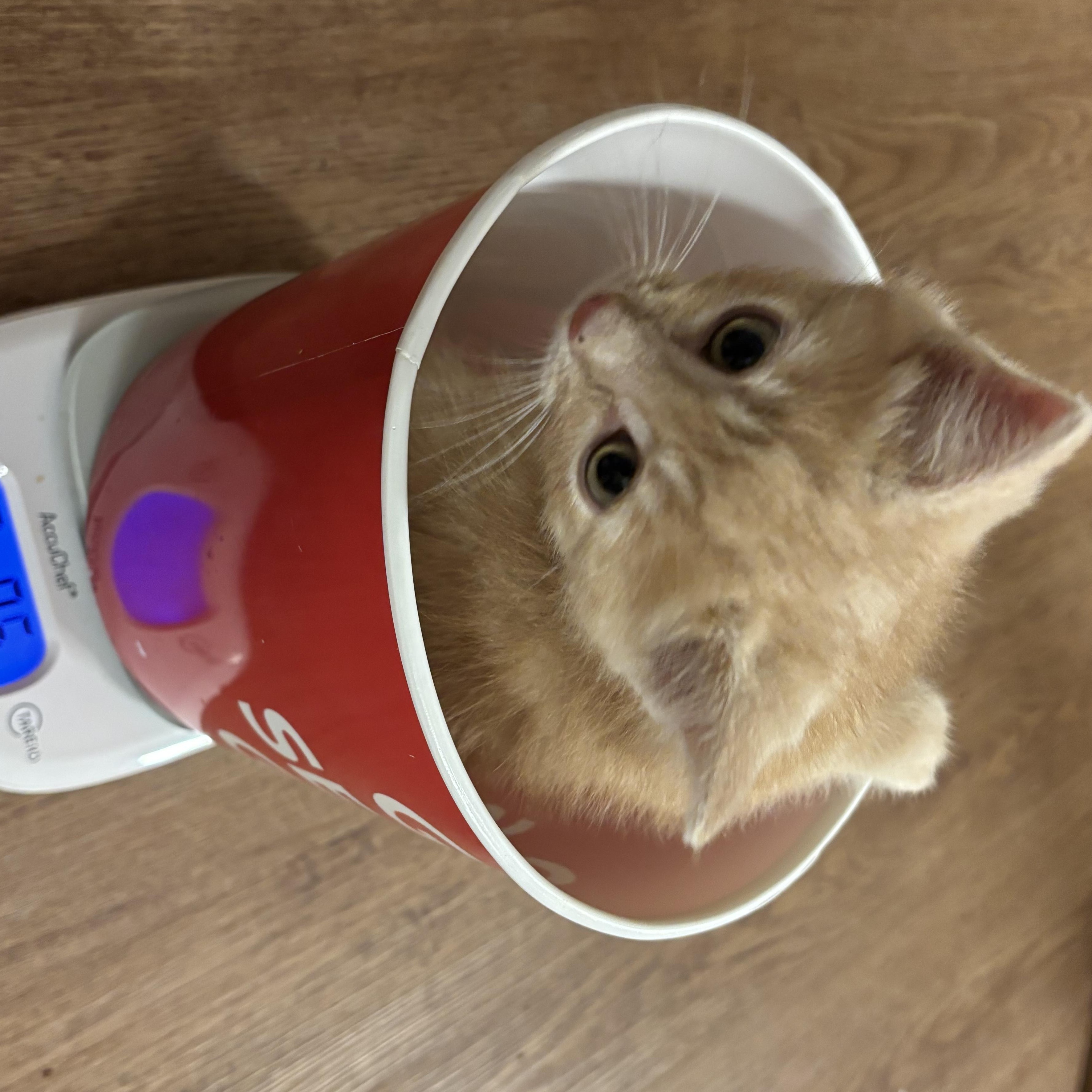 Frodo, a ADOPTABLE Domestic Short Hair in Cornwall, ON image 5/5
