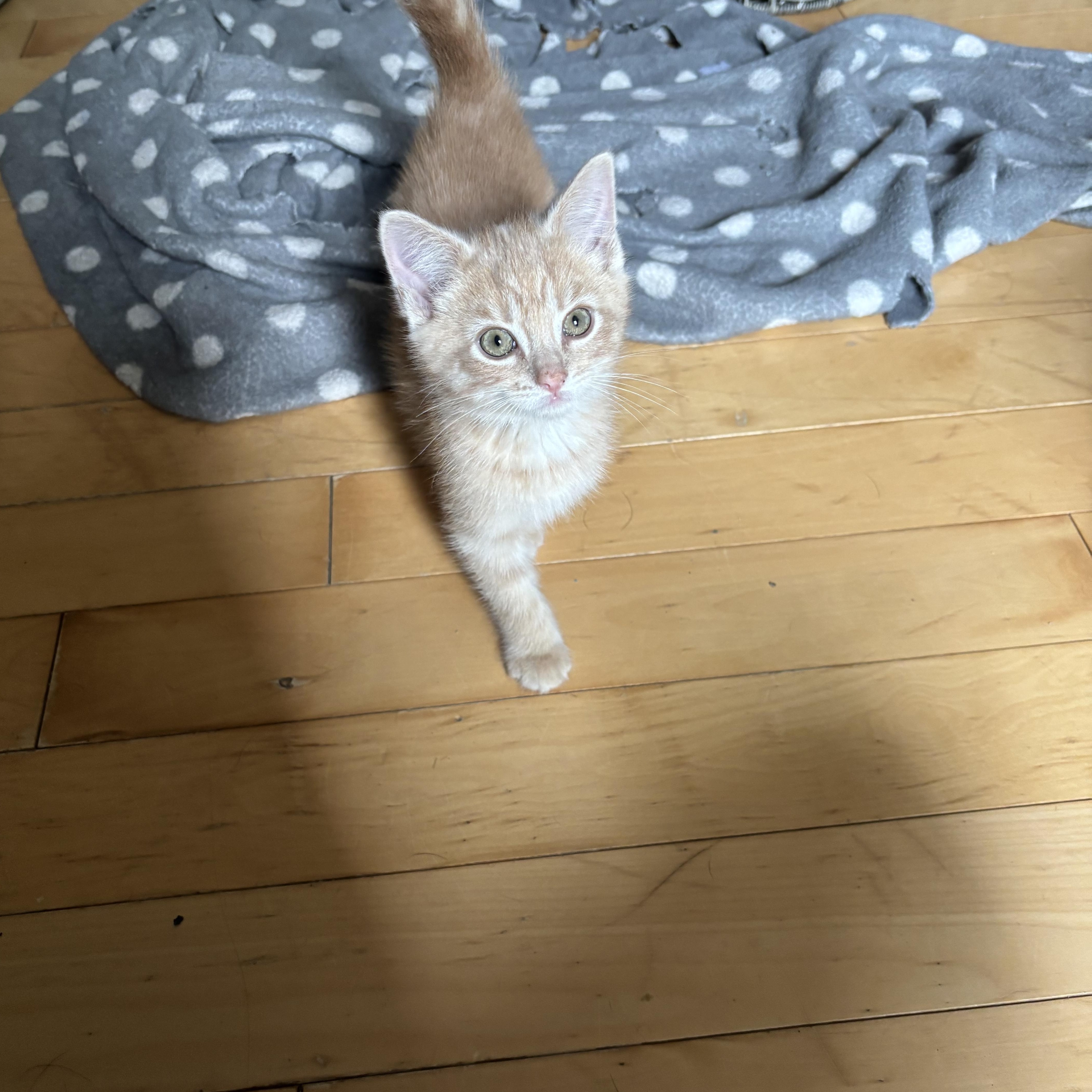 Frodo, a ADOPTABLE Domestic Short Hair in Cornwall, ON image 2/5