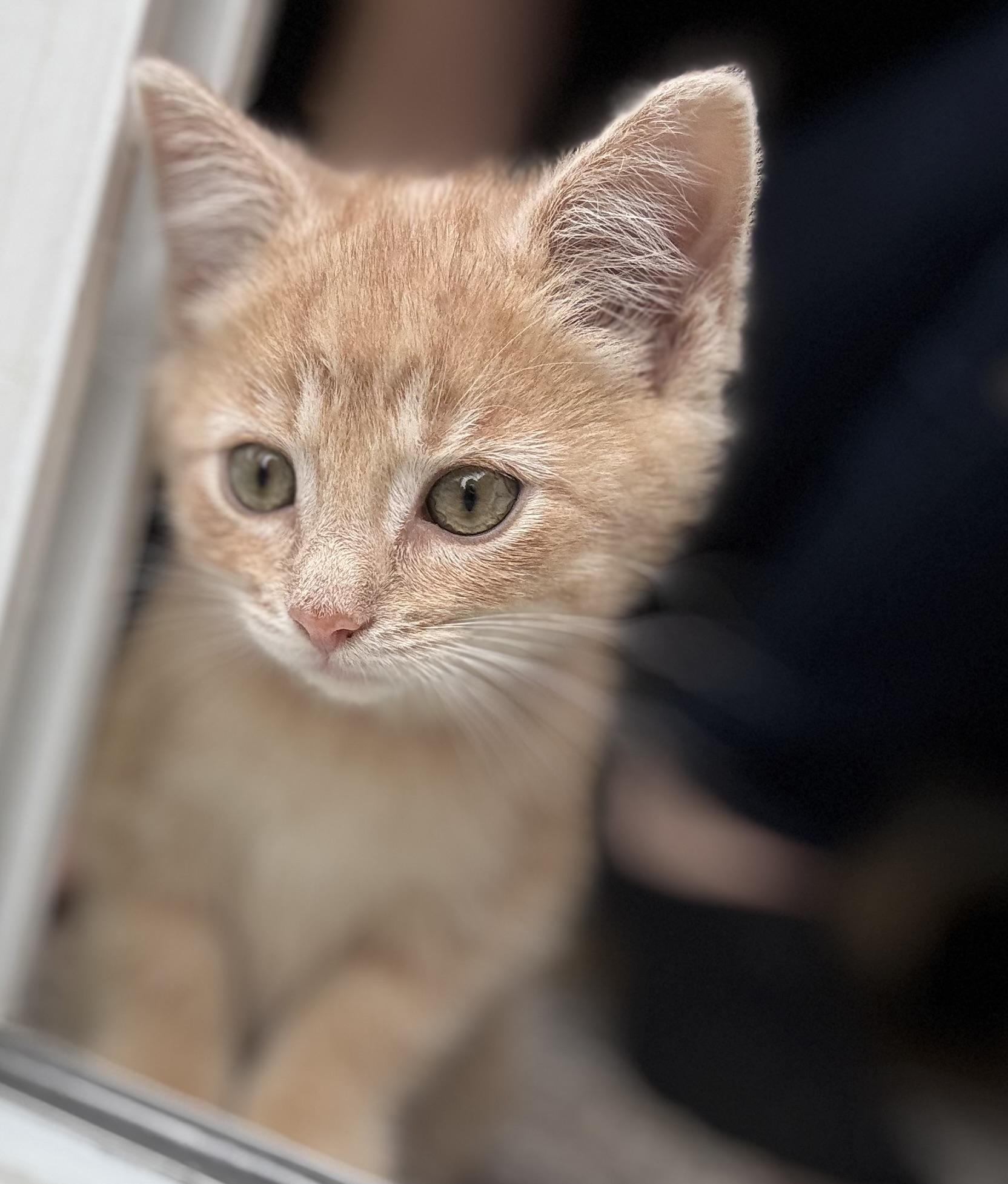 Frodo, a ADOPTABLE Domestic Short Hair in Cornwall, ON image 1/5