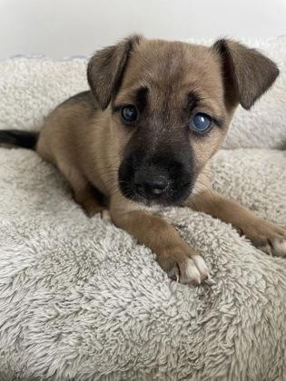 Churro, Adoptable, Puppy Male Shepherd & Mixed Breed.